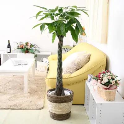 【観葉植物】パキラ 8号 ストライプバスケット鉢カバー 土の表面:ウッドチップ【観葉植物 インテリア 部屋 おしゃれ 福岡県 筑前町 送料無料 AG045】