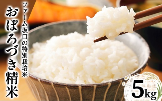 令和7年産!ファーム坂口の特別栽培米 おぼろづき精米 5kg | 北海道岩見沢産 おぼろづき 玄米 5kg 10kg 15kg 北海道 岩見沢市
