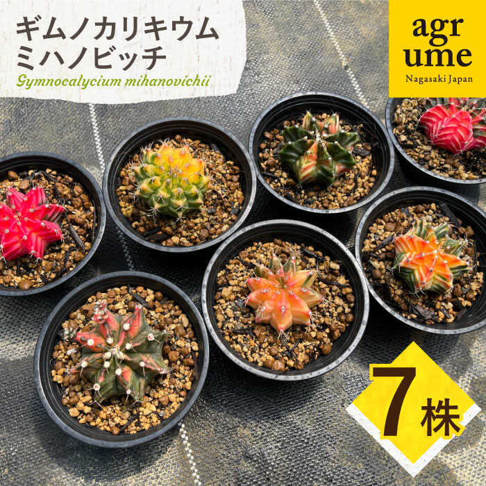 【ふるさと納税】ギムノカリキウム ミハノビッチ 7株 Gymnocalycium mihanovichii 長与町/アグリューム[EAI280]