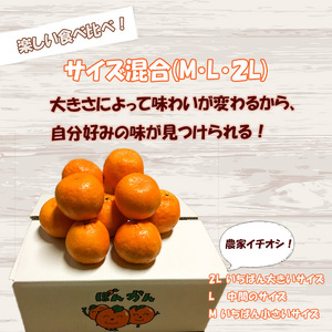 早期予約1月より発送ポンカン贈答用5kgポンカンポンカンポンカン