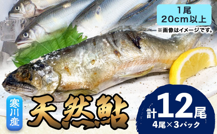 
天然 鮎 あゆ 日高川 椿山ダム上流( 寒川産 ) 20cm以上 4尾 × 3パック 計 12尾 川漁師なおべ《8月上旬-11月中旬頃出荷》 和歌山県 日高川町 あゆ 鮎 天然鮎 魚 鮎の 塩焼き
