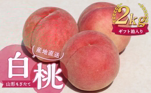 【先行受付 令和7年度発送】山形もぎたて白桃2kg ギフト箱入り  もも モモ 桃 デザート フルーツ 果物 くだもの 果実 食品 山形県 FSY-1036