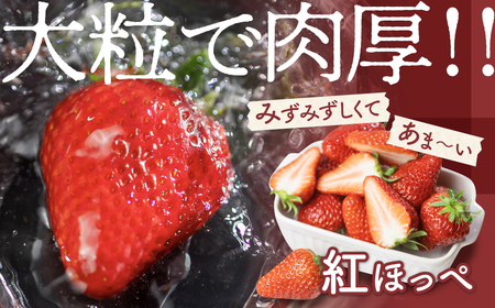 紅ほっぺ 8~15粒 2シート 2月中お届け イチゴ いちご 苺 果物 くだもの フルーツ お陽様農園 先行受付 お取り寄せ 田原市 渥美半島 産地直送 送料無料 事前予約