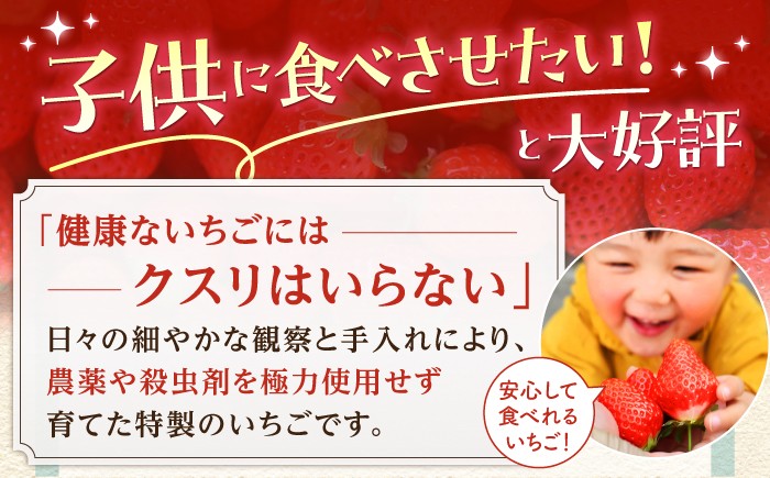いちごさん・さがほのか 500g ( 約250g×2パック )  [HAF032] いちご 苺 イチゴ 果物 くだもの フルーツ