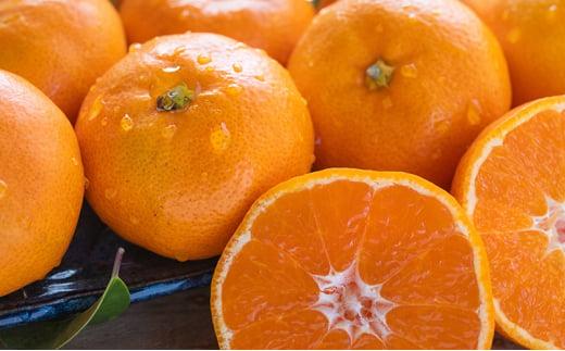 【2026年12月下旬より順次発送】至福の青島みかん 約5kg 望月自然農園 静岡県貯蔵ミカン品評会優秀賞 フルーツ 柑橘 オレンジ みかん◆