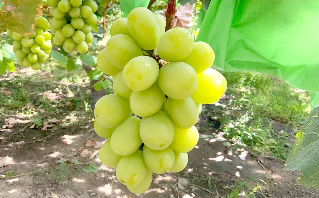 ぶどうの宝石箱（シャインマスカットとニューピオーネ又はオーロラブラック）36粒