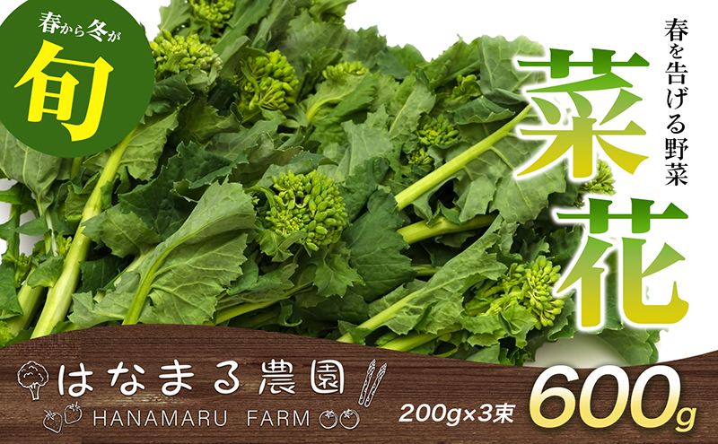 冬から春が旬の「菜花(菜の花)」600g