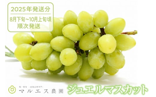 クール配送 山梨県限定品種ジュエルマスカット 1.2kg以上（2～3房）【2025年発送】（MS）B15-118 【ジュエルマスカット ぶどう 葡萄 ブドウ 令和7年発送 期間限定 山梨県産 甲州市 フルーツ 果物 クール便】