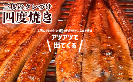 【穴子】刻み穴子 800g  蒲焼き 