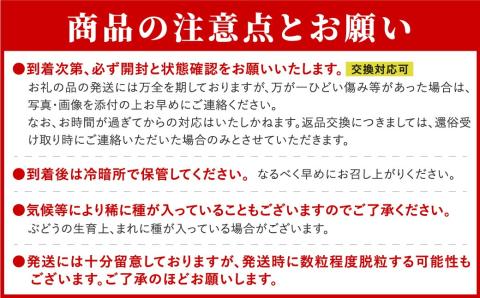 【 先行予約 】 シャインマスカット 1.3kg 2房 2024年発送 冷蔵 高級 種無し 種なし ブドウ ぶどう 品種 果物 甘さ 香り 美味しい 食べ方 人気 ランキング おすすめ 家庭用 贈答用