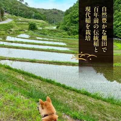 ふるさと納税 赤磐市 先行受付 伝統稲と現代稲食べ比べ 無洗米 精米8kg 令和8年産[NO5765-1519] |  | 02