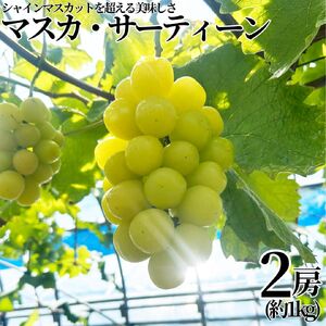 マスカット 1kg 2房 マスカ サーティーン 小林農園 | 30M