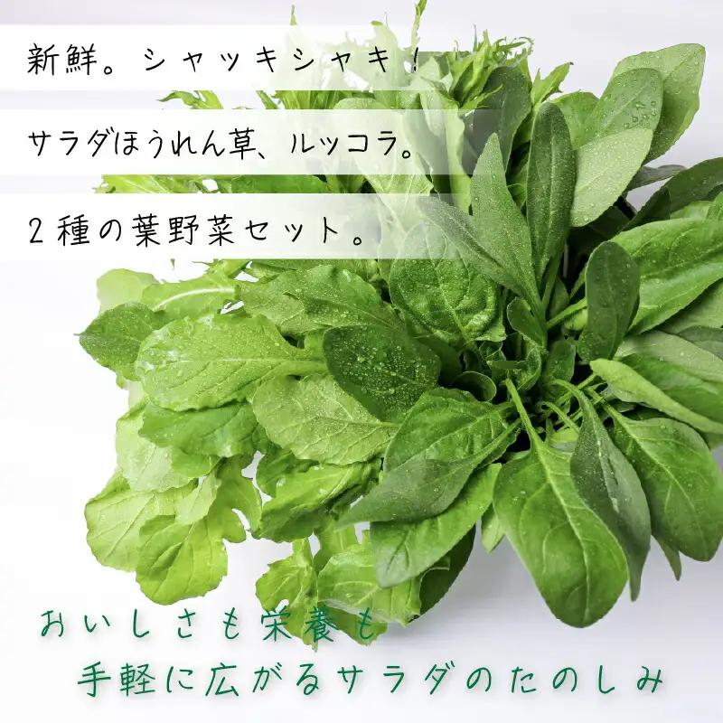 2種セット サラダほうれん草 ルッコラ サラダセット | ほうれんそう 水耕 栽培 新鮮 葉物 野菜 ドレッシング 南国市