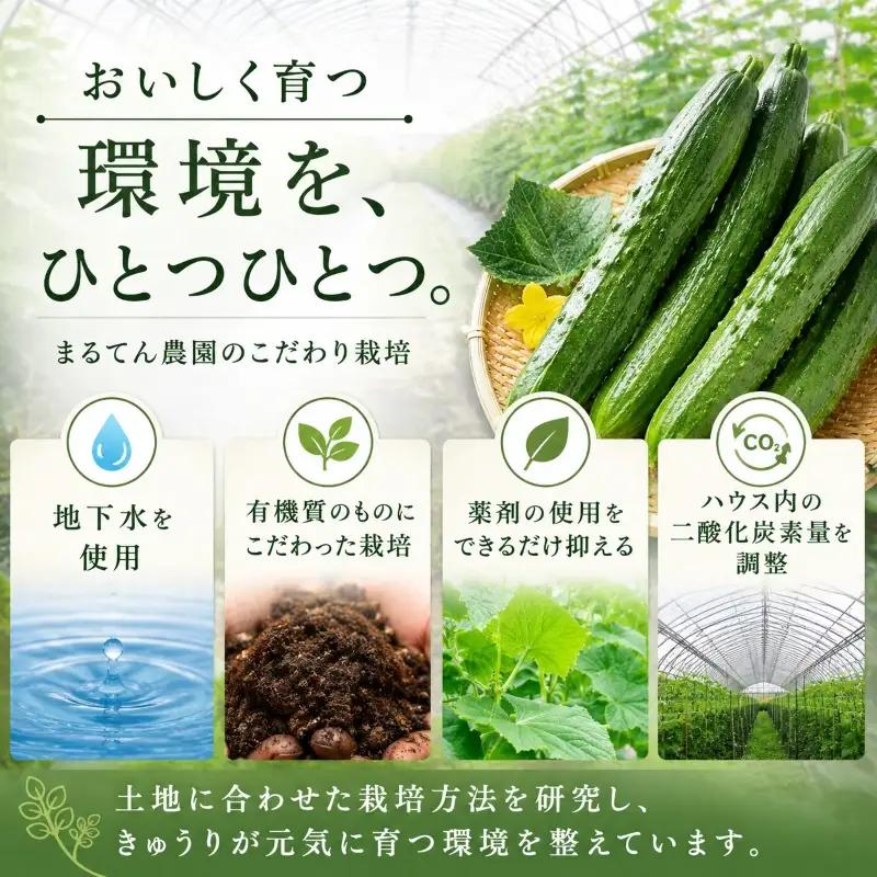 先行予約 訳あり きゅうり 5kg 野菜 新鮮きゅうり