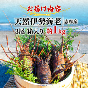 伊勢海老 3尾 1kg / 天然 志摩産 伊勢エビ 海老 エビ 人気 刺身 刺し身 味噌汁 海鮮 魚介類 産地直送 贈答 お歳暮 お祝い プレゼント 三重県 伊勢 志摩 50000円 5万円 五万円エ