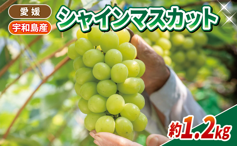 種無し シャインマスカット 計 1.2kg 600g × 2房 南予ファーム 大粒 甘い シャイン マスカット ぶどう ブドウ 葡萄 高級 人気 果物 くだもの フルーツ デザート スイーツ おやつ 農家直送 産地直送 数量限定 国産 愛媛 宇和島 F020-082007