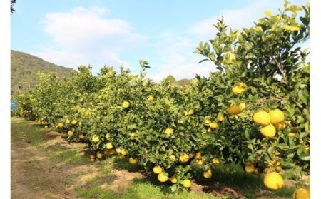 【令和9年3月】＜訳あり＞オレンジ園の土佐文旦20kg 柑橘 フルーツ みかん ザボン ぶんたん 【R01087】