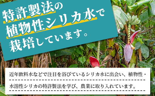 希少！特許製法で作るシリカ水で栽培する特別な「島バナナ」【ふるさと納税 沖縄県石垣市 沖縄 石垣市 石垣島 希少 無農薬 バナナ ばなな 離島のいいもの 沖縄いいもの石垣島 】OI-6
