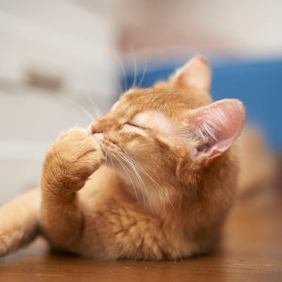 ふるさと納税 宍粟市 宍粟鹿肉100%　犬・猫の無添加おやつ　柔らかい(ソフトタイプ)3種類計11袋 O19