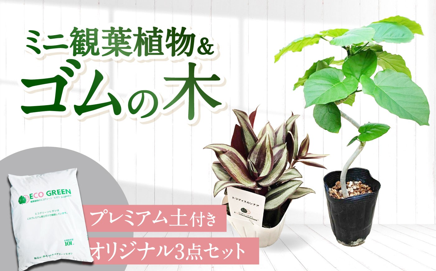 
                  観葉植物 ゴムの木 ミニ観葉植物 セット 【プレミアム土付き】3点セット(ゴムの木曲がり・ミニ観葉植物・プレミアム土) / 観葉植物 室内 植物 ゴムの木 アルテシマ ウンベラータ ティネケ ベンガレンシス バンビーノ ルビー トラディスカンチア インテリア おしゃれ プレゼント ギフト /  大村市 / エコグリーンヒガシ [ACAL012]
                
