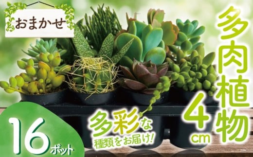 多肉 4センチ ポット おまかせ 16個 セット 多肉 植物 季節 たにくしょくぶつ ショクブツ タニク 多種類 グリーン インテリア 自然 DIY  乙女心 群月花  月兎耳 アロマティカス ルビーネックレス ブロンズ姫 斑入りベビーサンローズ 食べ物以外 観葉植物  渡辺花園 神奈川 湘南 藤沢