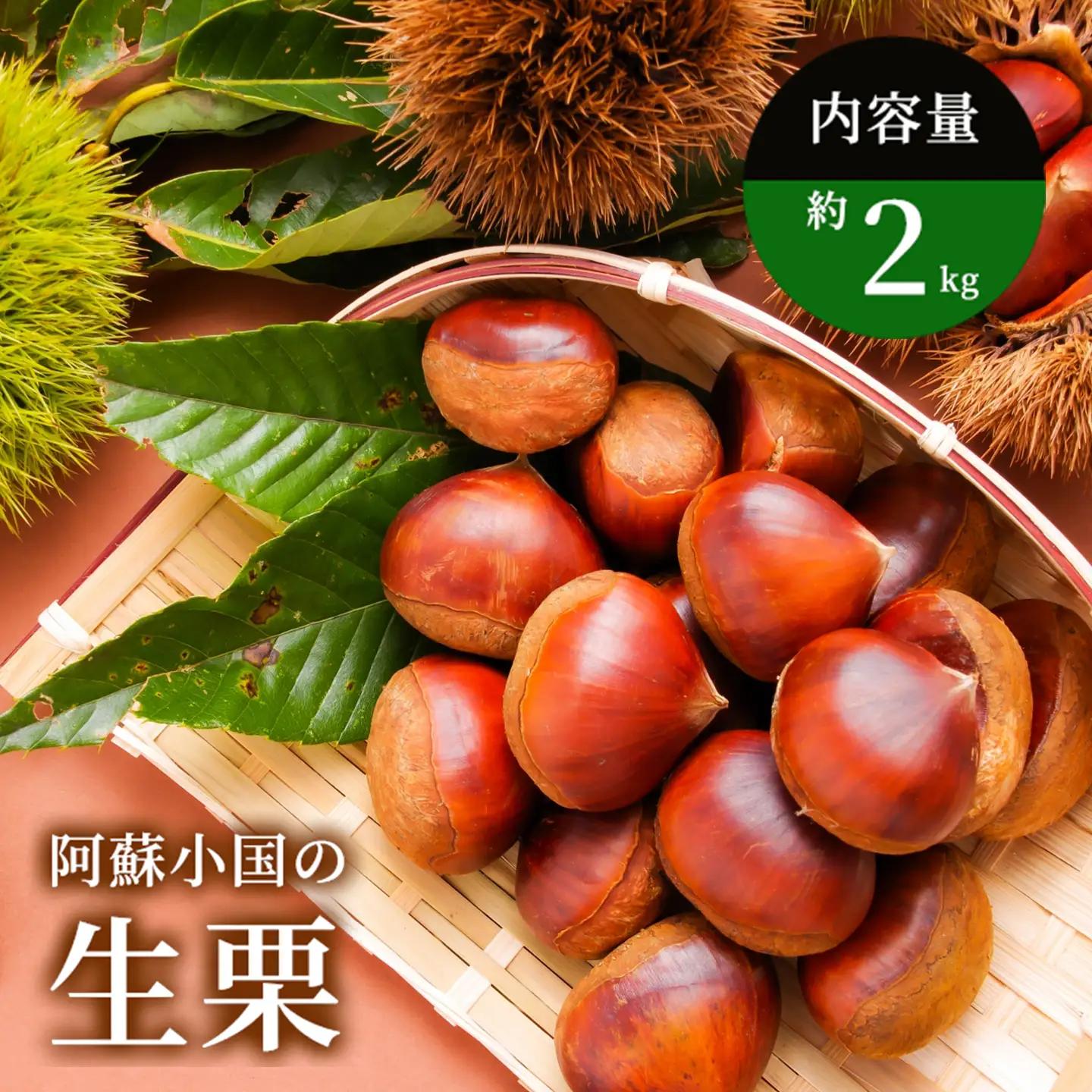 【学びやの里】生栗 阿蘇 小国産 大粒 約2kg 旬の素材 国産 熊本県産 果物 和栗 品種ミックス お取り寄せ お菓子材料 栗ご飯 チルド 冷蔵配送