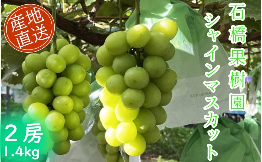 
                  石橋果樹園 シャインマスカット 1.4kg
                