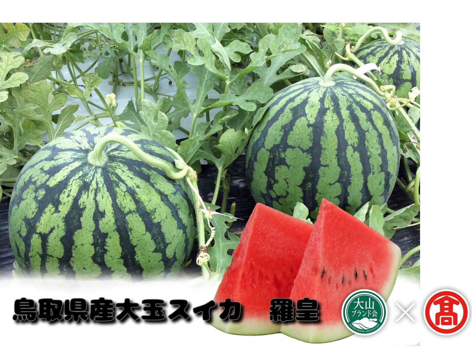 
            鳥取県産大玉スイカ　羅皇（らおう）（大山ブランド会）すいか フルーツ 果物 受付6月末迄 期間限定 米子高島屋 27-DM1 0935
          