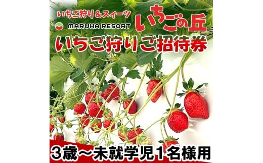 まるは食堂 マルハリゾート いちごの丘『いちご狩り』3歳～未就学児用ご招待券(1名様用) いちご いちご狩り 章姫 かおり野 甘い 完熟 新鮮 穫れたて 香り豊か 自然 カフェ パフェ スイーツ ケーキ いちごがり 招待券 おすすめ ふるさと納税 愛知 南知多 愛知県南知多町 知多半島