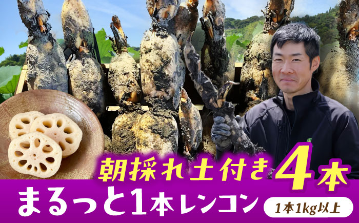 ＼TVでも紹介された！！/ 産地直送！朝採れ土付き鍬掘り レンコン4kg 野菜 れんこん 根菜 愛西市 / レンコン兄弟 [AECL003]