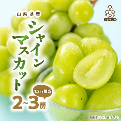 厳選 池田青果のシャインマスカット2房～3房(1.2kg相当)