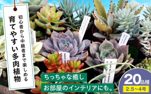 【母の日】多肉植物 20品種20鉢セット 植物 観葉植物 セット 詰め合わせ 初心者 中級者 上級者 育てやすい インテリア 鑑賞 部屋 小さめ 簡単 手軽 グリーン カスタム おしゃれ 癒し おまかせ 植木鉢 植木 苗 室内 ガーデニング プランター 多種 20種 置くだけ 趣味 インドア 自然 落ち着く 三次市/園芸王国パスタイム [APCJ002]