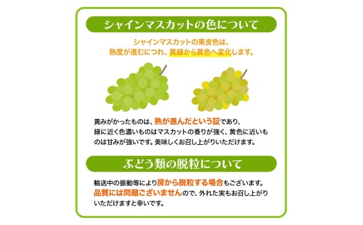 ≪ 種なし ≫ シャインマスカット ・ おまかせ黒ぶどう ・ 秋月 約 1.8kg [よくばりBOX] (茨城県共通返礼品:かすみがうら市) 2026年 マスカット ぶどう 葡萄 ブドウ フルーツ 果物 くだもの 旬 食べ比べ セット 詰め合わせ 国産 産地直送 ギフト 贈答 プレゼント 手土産 お土産 [DH025sa]