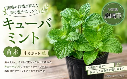 ミント キューバミント 先行予約 苗 苗木 園芸 ガーデニング ミントの苗 日用品 雑貨 趣味 4号ポット 1鉢 モヒート ハーブティー デザート アクセント モヒート 香り 育てる 栽培 趣味 植物 ふるさと納税 茨城県 鹿嶋市 【9月中旬より配送予定】