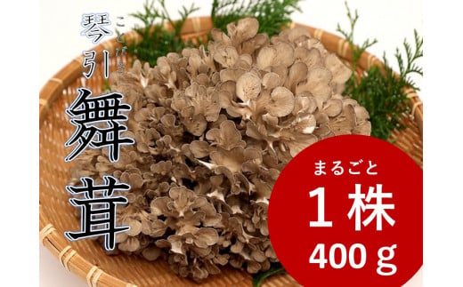 琴引舞茸１株 約400ｇ【生舞茸 きのこ キノコ まいたけ マイタケ 舞茸 無農薬 肉厚 天ぷら 炊き込みご飯　プリプリ Ａ-98】