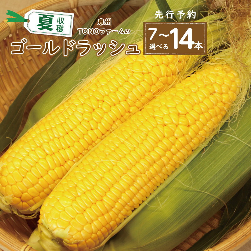 【ふるさと納税】【先行予約】 ＼内容量が選べる／ ゴールドラッシュ 7本 / 14本 セット 朝採れ 新鮮 泉佐野市産 とうもろこし 数量限定 夏収穫 甘みが強い 粒皮がやわらかい 泉州TONOファーム 国産 お取り寄せ お取り寄せグルメ 泉佐野市 送料無料
