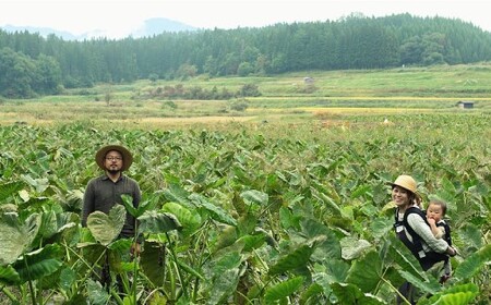 数量限定！伝承野菜『甚五右ヱ門芋（特選）』２ｋｇ　◆SH003-2025