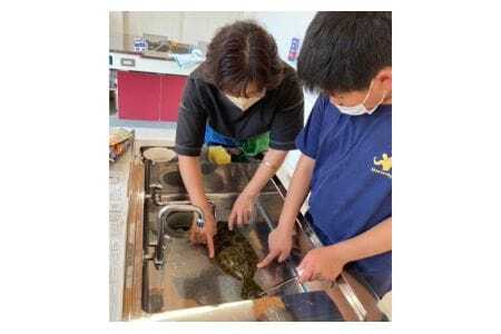 地元漁師の奥様直伝！「魚さばき体験」 ／ 笠戸ひらめ さかな 捌き方 山口県 No.171