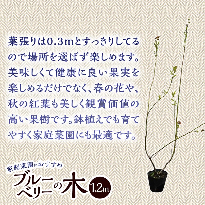 植木　ブルーベリーの木　株立ち　1.2ｍ