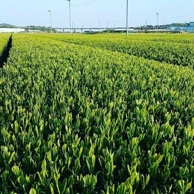ふるさと納税 牧之原市 深蒸し茶　味くらべ三種 |  | 03
