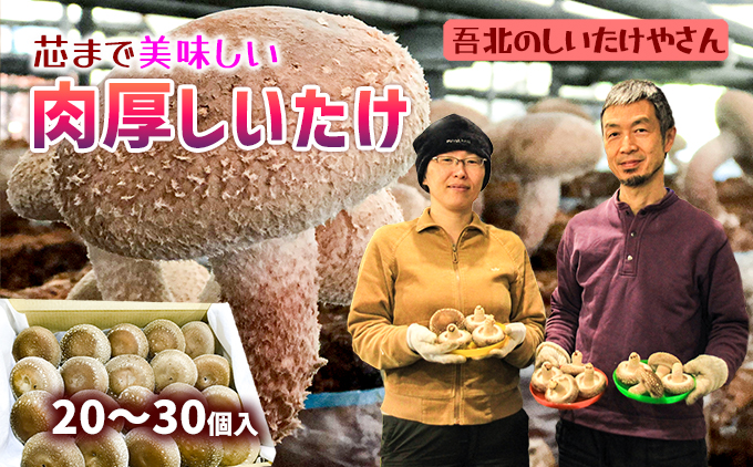 【2024年11月頃から発送】芯まで美味しい肉厚しいたけ