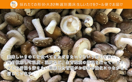 【訳あり】 菌床 生しいたけ ふぞろいのしいたけ達 1kg 愛媛 新居浜産 大きさ 形状 無選別 クール便 ご家庭用