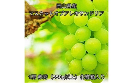 マスカットオブアレキサンドリア1房 赤秀 (550g以上)化粧箱入り岡山県産