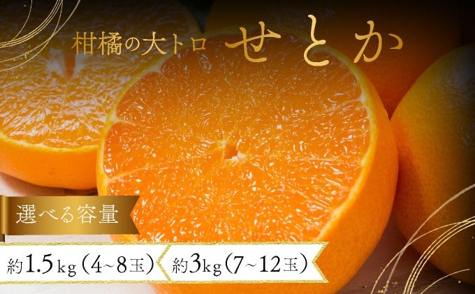 
            【先行予約】＜選べる容量＞みかんの「大トロ」佐賀産かんきつ・せとか 約1.5kg(4-8玉) or 約3kg(7-12玉) / ふるさと納税 佐賀 フルーツ 濃厚 甘い 酸味 大町 贈答 ギフト 贈り物
          