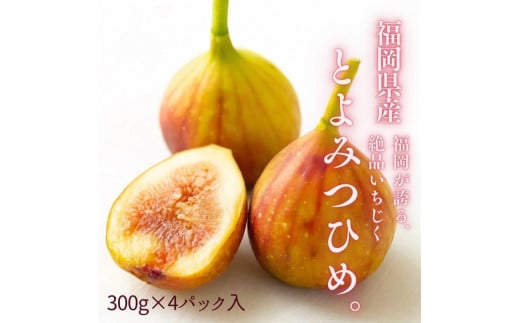 【2026年9月下旬より順次発送】福岡県産 とよみつ姫 約1.2kg以上(約300g×4パック入り) うまうまもぐもぐ