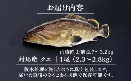 【1週間以内発送】対馬産クエ 丸ごと1匹 2.3kg以上！[WCN005]直送 新鮮 マルモン 鍋 くえ アラ  スピード発送 最速発送 最短発送