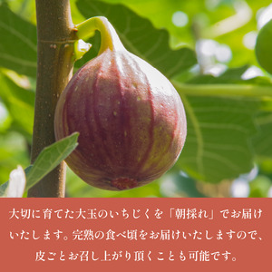 朝採れ 完熟 いちじく 1.6kg (400g×4パック） いちじく
