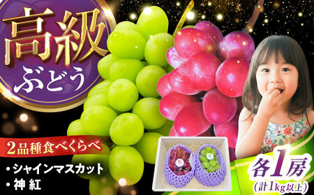 【2026年8月初旬頃から順次発送】【秀品】ぶどう 食べ比べ シャインマスカット 神紅 各1房 詰め合わせ セット[AIAA004]