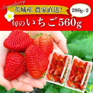 摘みたて！旬のいちご560g（280g×2） ※北海道・沖縄・離島への配送不可 ※2026年3月上旬～4月上旬頃に順次発送予定_BI10