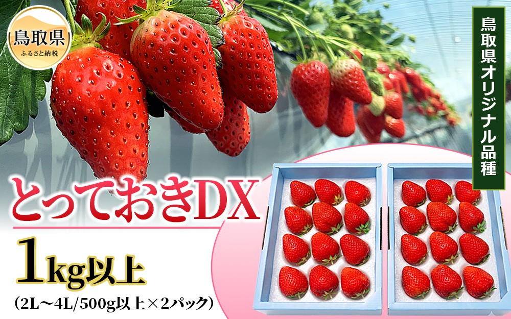 
                  鳥取産　いちご「とっておきDX」1㎏以上　鳥取県オリジナル品種　限定ブランド　とみハウス【期間･数量限定】_T2600526
                